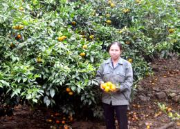 Chuyện trồng cam ở Vân Đồn (Quảng Ninh)